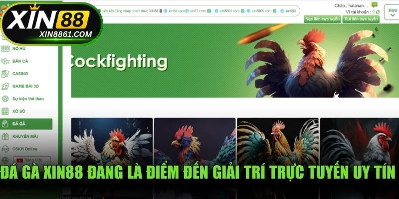 Đá gà XIN88 đang là điểm đến giải trí trực tuyến uy tín hàng đầu của các sư kê